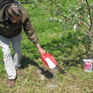 Pravilno gnojiva drveće i grmlje u proljeće