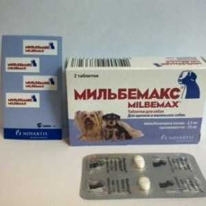 Lijek „milbemaks” za pse: liječenje infekcije helmintima