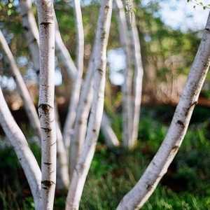 Upotreba breze katrana u medicini, a ne samo