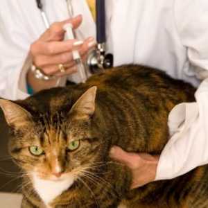 Cijepljenje mačke: što učiniti i kada