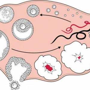 Znakovi ovulacije i začeća: Brze činjenice
