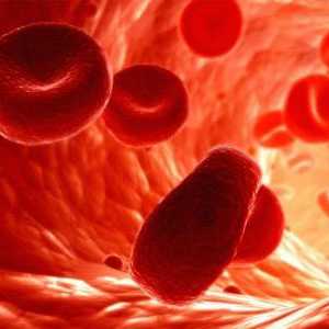 Životni vijek crvenih krvnih stanica ljudi i životinja