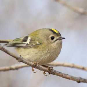 Ptica korolok žuto: opis, težinu, glas i zanimljivosti