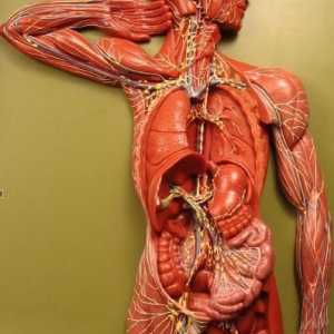 Lokacija limfnih čvorova u ljudskom tijelu (u vratu, prepone i ispod pazuha)