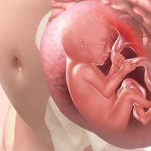 Razmotrimo kako dijete diše u maternici