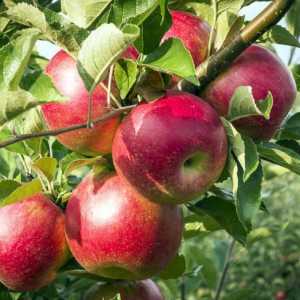 Razmak između stabala jabuka tijekom slijetanja kako bi se utvrdilo pravo?