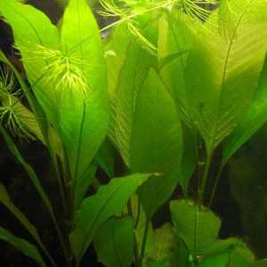 Lemongrass biljka akvarij: briga i reprodukcija