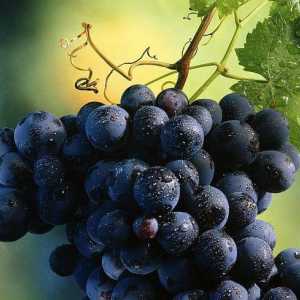 Rochefort - Stolno grožđe. Opis, razmnožavanje reznicama