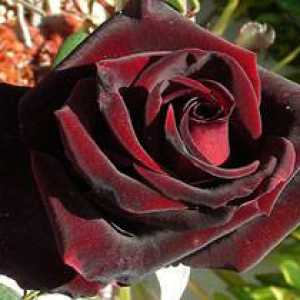 Rose Black Magic: opis sorte