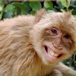 Rođen u godini majmuna. Karakterističan astrološki otkrivaju tajne