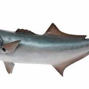 Riblja bluefish: opis, navike i industrijski značaj