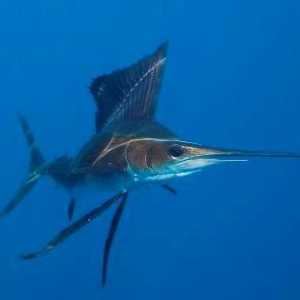 Riba jedrilica - ocean munja