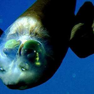 Riba s prozirnom glavom ima optički sustav jedinstven za oči
