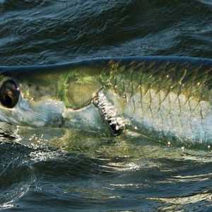 Riba Atlantic Tarpon: Značajke