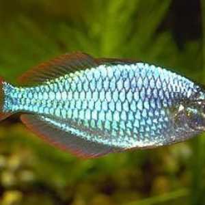 Riba neon Donaciinae: uzgoj, hranidba i kompatibilnost