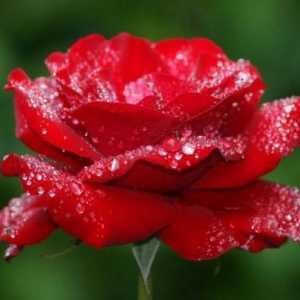 Najviše nevjerojatna i lijepa ruža Ekvador fotografiju, ocjene
