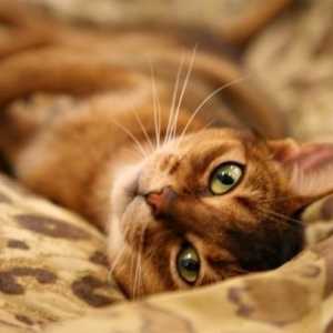 Najviše lijepa i inteligentna pasmina Abyssinian mačke