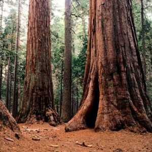 Najveći stablo u svijetu: Sequoia, Baobab drvo, Banyan