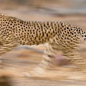 Najbrže životinje na svijetu - koja je to