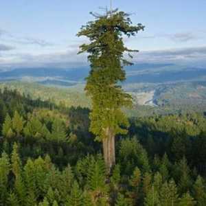 Najviša stabla na svijetu - div Hiperion