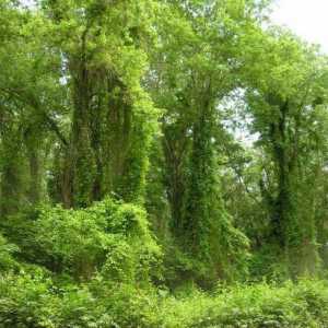 Samur šuma u Dagestanu: opis, vegetacija i recenzije