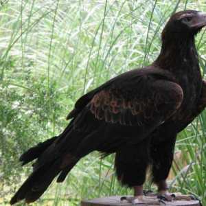 Najveći orlovi: Opis vrste