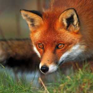 Najzanimljivije činjenice o lisicama: staništa, hrane i pogledom