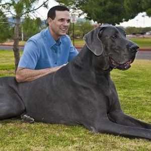 Najveći pas na svijetu - o tome što stijenama u pitanju?
