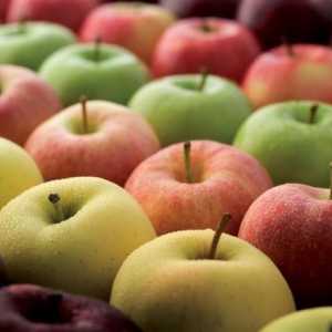 Širok izbor sorti jabuka
