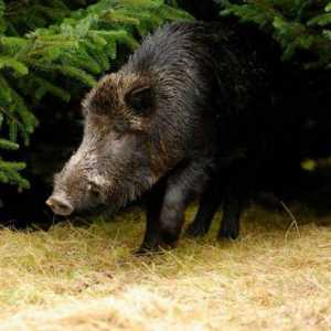 Najveći svjetski svinja: nevjerojatna priča o divljim svinjama
