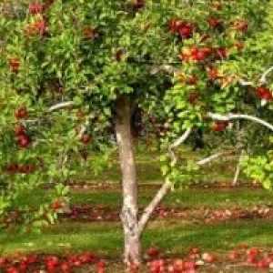 Vrtlarstvo tajne: gnojenje jabuke u jesen