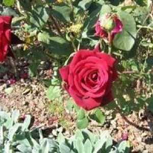 Sekryty vrtu: presađivanja ruže u jesen