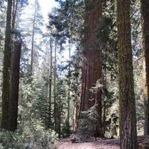 Sequoia - stablo, najviši na svijetu