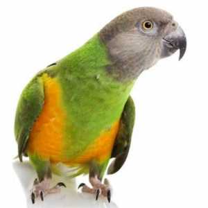 Senegala Papiga - najbolji drug