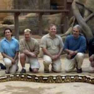 Ispreplitan piton - najveći zmija na svijetu