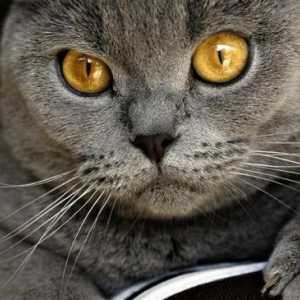 Chartreuse - skroman i miran mačka