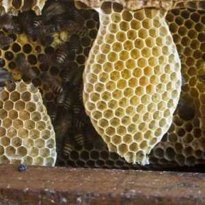Velikodušan dar prirode - med u saću. Korisna je proizvod pčela?