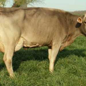 Schwyz pasmina krava: razne stoke