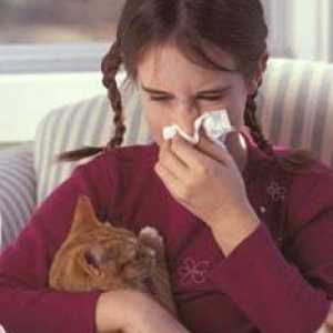 Simptom alergije na mačke i kako da biste dobili osloboditi od njega