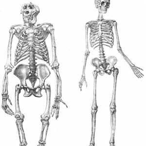 Kostur donjih udova osobi: struktura i funkcija