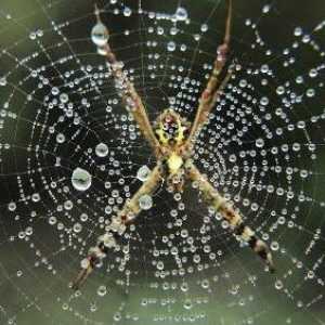 Koliko oči od pauka, i koje su vrste pauka?