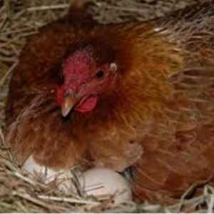 Koliko kokoš sjedi na jajima i peradi poljoprivrednika što učiniti kada sklon razmišljanju sjedi na…