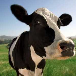 Koliko mlijeka krava daje dnevno - stopa i evidencije