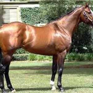 Koliko je najskuplji konj na svijetu?