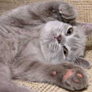 Koliko mačke prsti su normalni i koji mačke su polydactyl