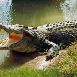 Koliko zubi krokodila? I druge zanimljive činjenice