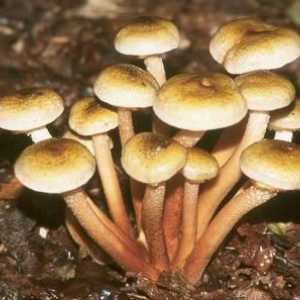 Koliko dugo kuhati gljive? Tajne kuhanja divlje gljive
