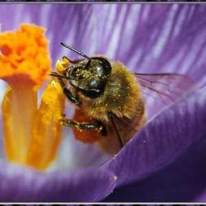 Koliko živi pčela, i zato ovisi o trajanju svog života