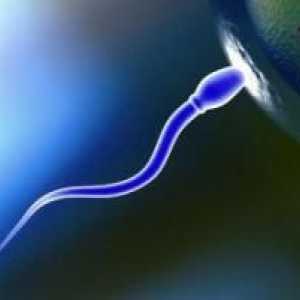 Koliko žive sperme u rodnici i okoliš?