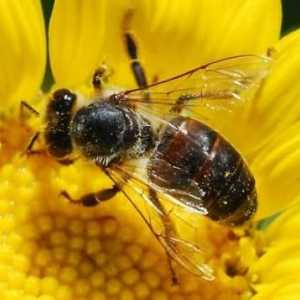 Koliko pčele žive u prirodi